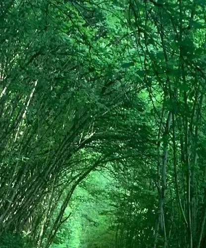 Apartamento Dolcevita *